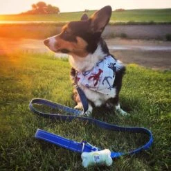 Pogi's Pet Supplies Poop Bags With 2 Dispensers -PetSafe Shop Sale 109993 PT6. AC SS1800 V1618000314