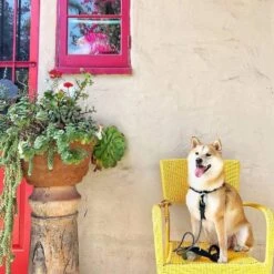 Pogi's Pet Supplies Poop Bags With 2 Dispensers -PetSafe Shop Sale 109993 PT7. AC SS1800 V1618000019