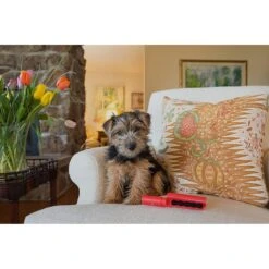 Lilly Brush Be Forever Furless Dog & Cat Hair Remover Mini 12 Lilly Brush Be Forever Furless Dog & Cat Hair Remover Mini -PetSafe Shop Sale 115416 PT4. AC SS1800 V1490275012