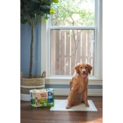 Four Paws Wee-Wee Superior Performance Eco Dog Pee Pads -PetSafe Shop Sale 124513 PT8. AC SS1800 V1685650449