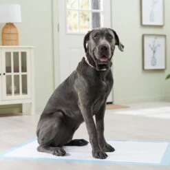Frisco Premium Giant Dog Training & Potty Pads -PetSafe Shop Sale 152699 PT6. AC SS1800 V1674671620