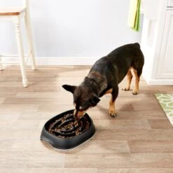 Frisco Non-Skid Slow Feeder Dog & Small Pet Bowl -PetSafe Shop Sale 155648 PT4. AC SS1800 V1553538724