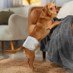 Honey Care All-Absorb Disposable Male Dog Wraps -PetSafe Shop Sale 159971 PT4. AC SS1800 V1696519272