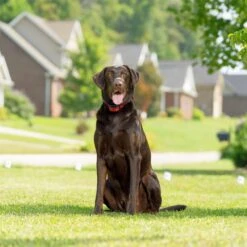 PetSafe Stay & Play Wireless Fence For Stubborn Dogs 16 PetSafe Stay & Play Wireless Fence For Stubborn Dogs -PetSafe Shop Sale 166181 PT7. AC SS1800 V1663967479