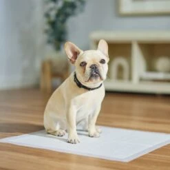 Frisco Dog Training Pads 11 Frisco Dog Training Pads -PetSafe Shop Sale 173778 PT5. AC SS1800 V1674674461