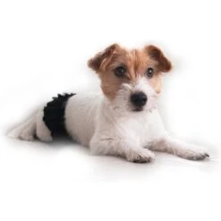 FinNero Ballerina Washable Female Heat Dog Diaper -PetSafe Shop Sale 182822 PT2. AC SS1800 V1613177222