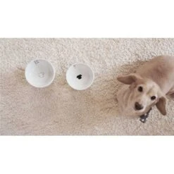 Necoichi Ceramic Elevated Dog Water Bowl, 12-oz -PetSafe Shop Sale 183509 PT7. AC SS1800 V1627496173