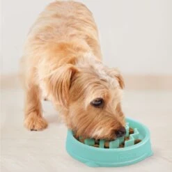 Outward Hound Non-Skid Plastic Slow Feeder Dog Bowl 14 Outward Hound Non-Skid Plastic Slow Feeder Dog Bowl -PetSafe Shop Sale 190603 PT5. AC SS1800 V1694439620