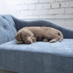 La-Z-Boy Chaise Furniture Sofa Dog Bed 9 La-Z-Boy Chaise Furniture Sofa Dog Bed -PetSafe Shop Sale 192829 PT4. AC SS1800 V1597880835