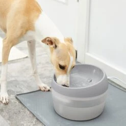 Frisco Round Dog & Cat Fountain -PetSafe Shop Sale 193235 PT3. AC SS1800 V1604007140