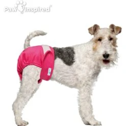 Paw Inspired Washable Female Dog Diaper -PetSafe Shop Sale 208541 PT3. AC SS1800 V1631148400