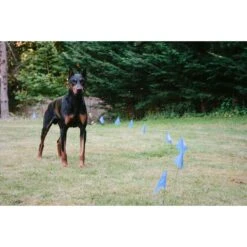 Educator By E-Collar Technologies Educator E-Fence Underground Fence Dog Containment System Boundary Flags 11 Educator By E-Collar Technologies Educator E-Fence Underground Fence Dog Containment System Boundary Flags -PetSafe Shop Sale 210089 PT4. AC SS1800 V1627311691