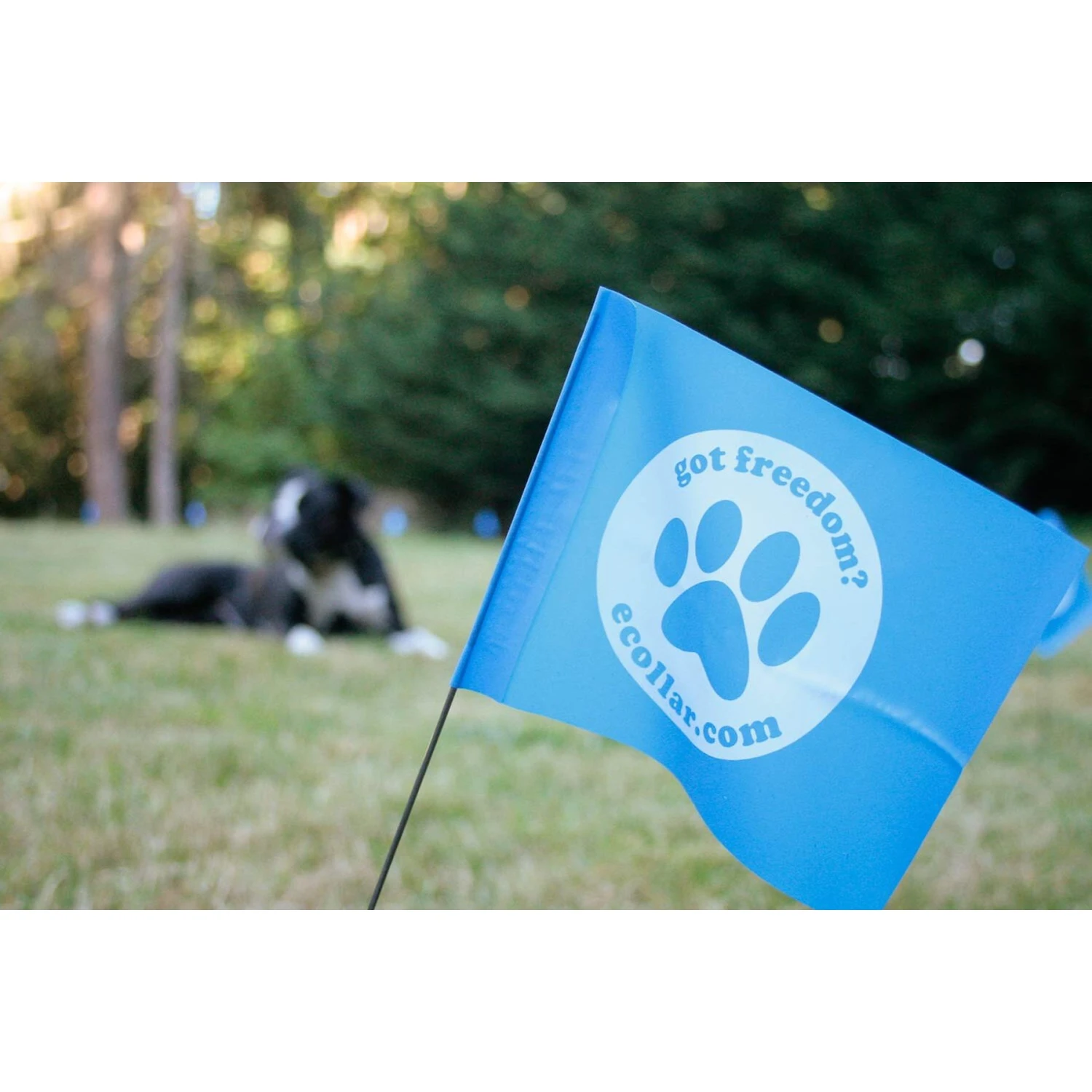 Educator By E-Collar Technologies Educator E-Fence Underground Fence Dog Containment System Boundary Flags 2 Educator By E-Collar Technologies Educator E-Fence Underground Fence Dog Containment System Boundary Flags - Image 2