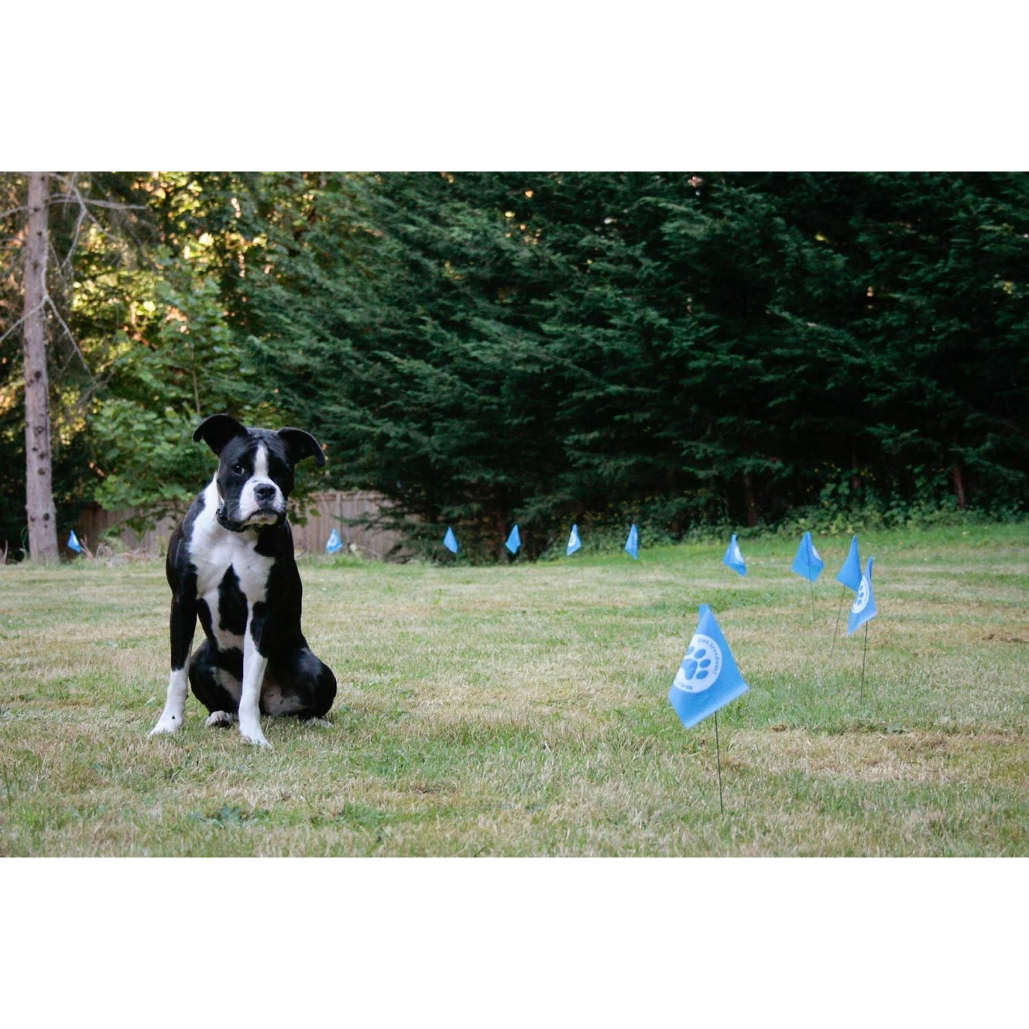 Educator By E-Collar Technologies Educator E-Fence Underground Fence Dog Containment System Boundary Flags 3 Educator By E-Collar Technologies Educator E-Fence Underground Fence Dog Containment System Boundary Flags - Image 3