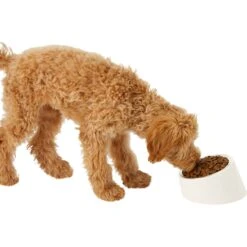 Frisco Slanted Stainless Steel Bowl 12 Frisco Slanted Stainless Steel Bowl -PetSafe Shop Sale 216028 PT6. AC SS1800 V1605666119