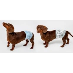 Hartz Disposable Male Dog Wraps With FlashDry Gel Technology -PetSafe Shop Sale 222809 PT2. AC SS1800 V1649921184