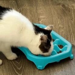 Neater Pets Standard Non-Skid Plastic Slow Feeder Dog & Cat Bowl -PetSafe Shop Sale 224726 pt4. AC SS1800 V1583445819