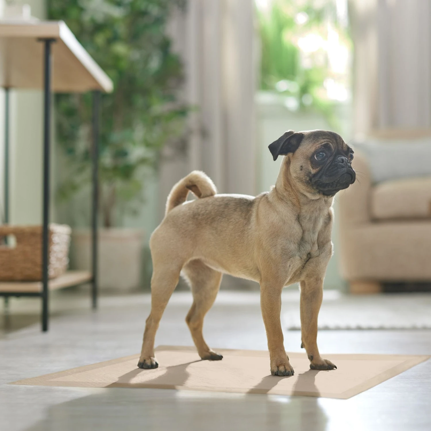 Frisco Large Eco-Conscious Dog Training & Potty Pads 7 Frisco Large Eco-Conscious Dog Training & Potty Pads - Image 7