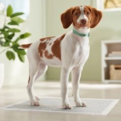 Frisco Charcoal Dog Training & Potty Pads -PetSafe Shop Sale 227456 PT6. AC SS1800 V1674667029