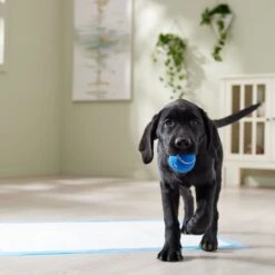 Frisco Premium Extra Large Printed Dog Training & Potty Pads -PetSafe Shop Sale 227468 PT6. AC SS1800 V1674666681