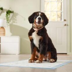 Frisco Premium Giant Printed Dog Training & Potty Pads, 27.5 X 44-in, Unscented -PetSafe Shop Sale 227472 PT6. AC SS1800 V1674663313
