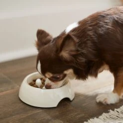 Frisco Melamine Slow Feed Dog & Cat Bowl With Gold Trim -PetSafe Shop Sale 253066 PT2. AC SS1800 V1616597844