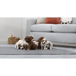 Brindle Washable Puppy Training Pad, 2 Count -PetSafe Shop Sale 256171 PT6. AC SS1800 V1640205087