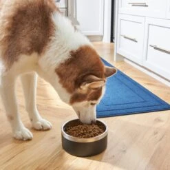 Frisco Insulated Two-Toned Non-Skid Stainless Steel Dog & Cat Bowl -PetSafe Shop Sale 257168 PT8. AC SS1800 V1615840126