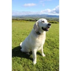 StayFence In-Ground Pet Containment System 7 StayFence In-Ground Pet Containment System -PetSafe Shop Sale 270616 PT3. AC SS1800 V1622564885