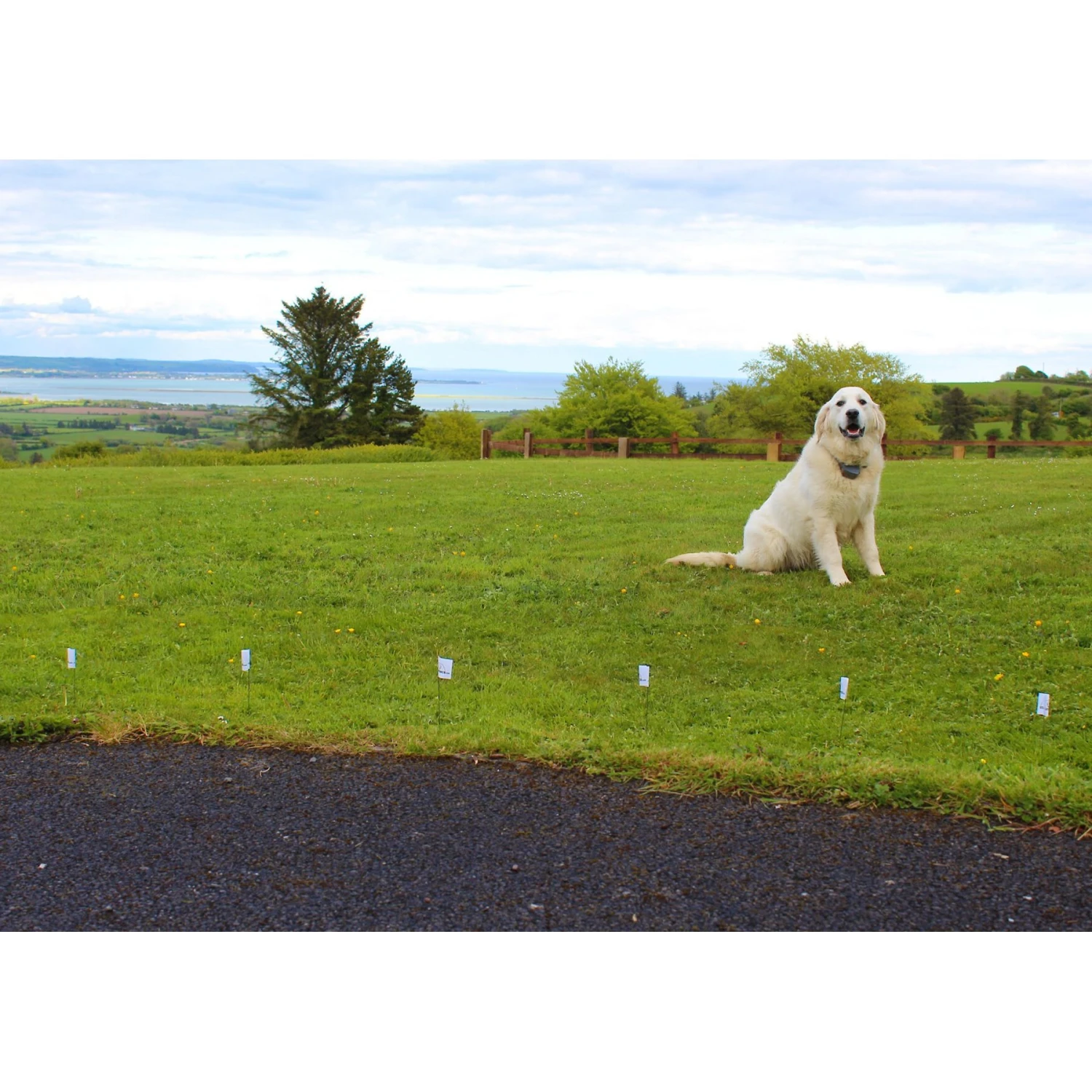 StayFence In-Ground Pet Containment System 4 StayFence In-Ground Pet Containment System - Image 4