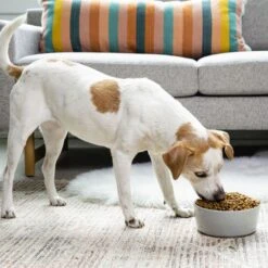 Waggo Simple Solid Ceramic Dog & Cat Bowl -PetSafe Shop Sale 277061 PT3. AC SS1800 V1697132322