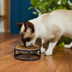 Frisco Elevated Stainless Steel Dish Cat Bowl, 1 Cup 10 Frisco Elevated Stainless Steel Dish Cat Bowl, 1 Cup -PetSafe Shop Sale 277517 PT3. AC SS1800 V1630347977