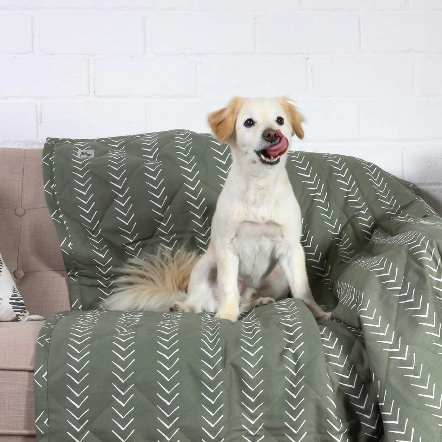 Molly Mutt Forever Young Dog Blanket 1 Molly Mutt Forever Young Dog Blanket