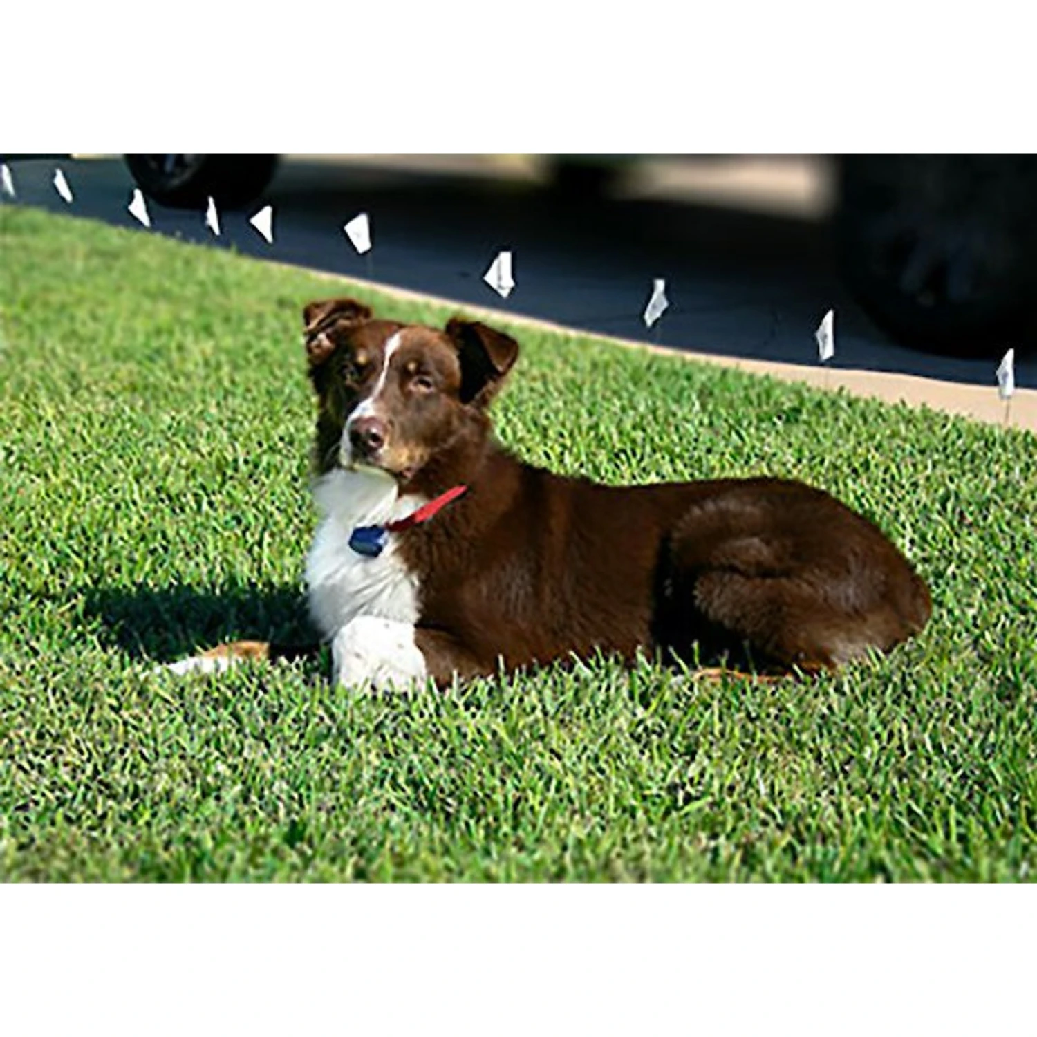 Extreme Dog Fence Pro Grade Electronic Dog Fence System 2 Extreme Dog Fence Pro Grade Electronic Dog Fence System - Image 2