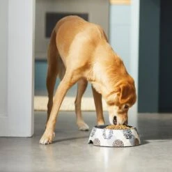 Frisco Animal Design Stainless Steel Dog & Cat Bowl 10 Frisco Animal Design Stainless Steel Dog & Cat Bowl -PetSafe Shop Sale 311960 PT2. AC SS1800 V1642542990