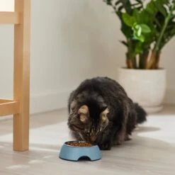 Frisco Coral Design Stainless Steel Dog & Cat Bowl -PetSafe Shop Sale 311972 PT3. AC SS1800 V1642542435