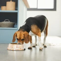 Frisco Copper Print Design Stainless Steel Dog & Cat Bowl -PetSafe Shop Sale 311975 PT2. AC SS1800 V1642542895