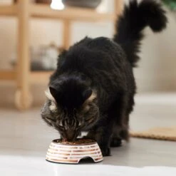 Frisco Copper Print Design Stainless Steel Dog & Cat Bowl -PetSafe Shop Sale 311975 PT3. AC SS1800 V1642542357