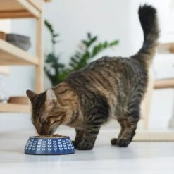 Frisco Leaf Design Stainless Steel Dog & Cat Bowl -PetSafe Shop Sale 311980 PT3. AC SS1800 V1642542556