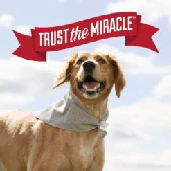 Nature's Miracle Dog Urine Destroyer Plus Enzymatic Formula Stain Remover, 1.3-gal Bottle -PetSafe Shop Sale 313852 PT7. AC SS1800 V1625862701