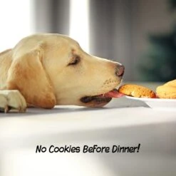 Pet Adobe Scallop Top Freestanding Dog & Cat Gate -PetSafe Shop Sale 314959 PT4. AC SS1800 V1626389200