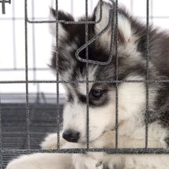 Pet Adobe Hanging Dog Bowl Set -PetSafe Shop Sale 315037 PT5. AC SS1800 V1626388021