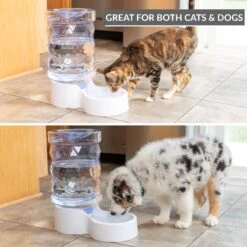 PetFusion H2O Gravity Dog & Cat Waterer -PetSafe Shop Sale 316743 PT2. AC SS1800 V1632182774