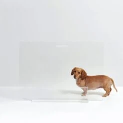 Hiddin Clear View Panel Freestanding Dog Gate -PetSafe Shop Sale 316842 PT8. AC SS1800 V1632372185