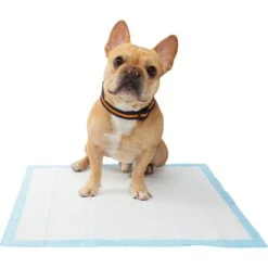 Frisco Training Pad Holder & Frisco Premium Dog Training & Potty Pads 17 Frisco Training Pad Holder & Frisco Premium Dog Training & Potty Pads -PetSafe Shop Sale 319526 PT8. AC SS1800 V1630628180