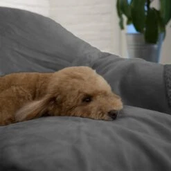 PetAmi Waterproof Couch Cat & Dog Blanket 12 PetAmi Waterproof Couch Cat & Dog Blanket -PetSafe Shop Sale 326525 PT7. AC SS1800 V1631894016