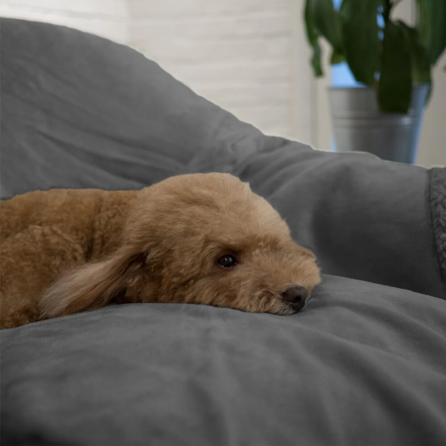 PetAmi Waterproof Couch Cat & Dog Blanket 6 PetAmi Waterproof Couch Cat & Dog Blanket - Image 6