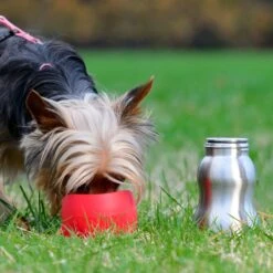 KONG H2O Dog Stainless Steel Bottle 7 KONG H2O Dog Stainless Steel Bottle -PetSafe Shop Sale 364070 PT3. AC SS1800 V1643841088