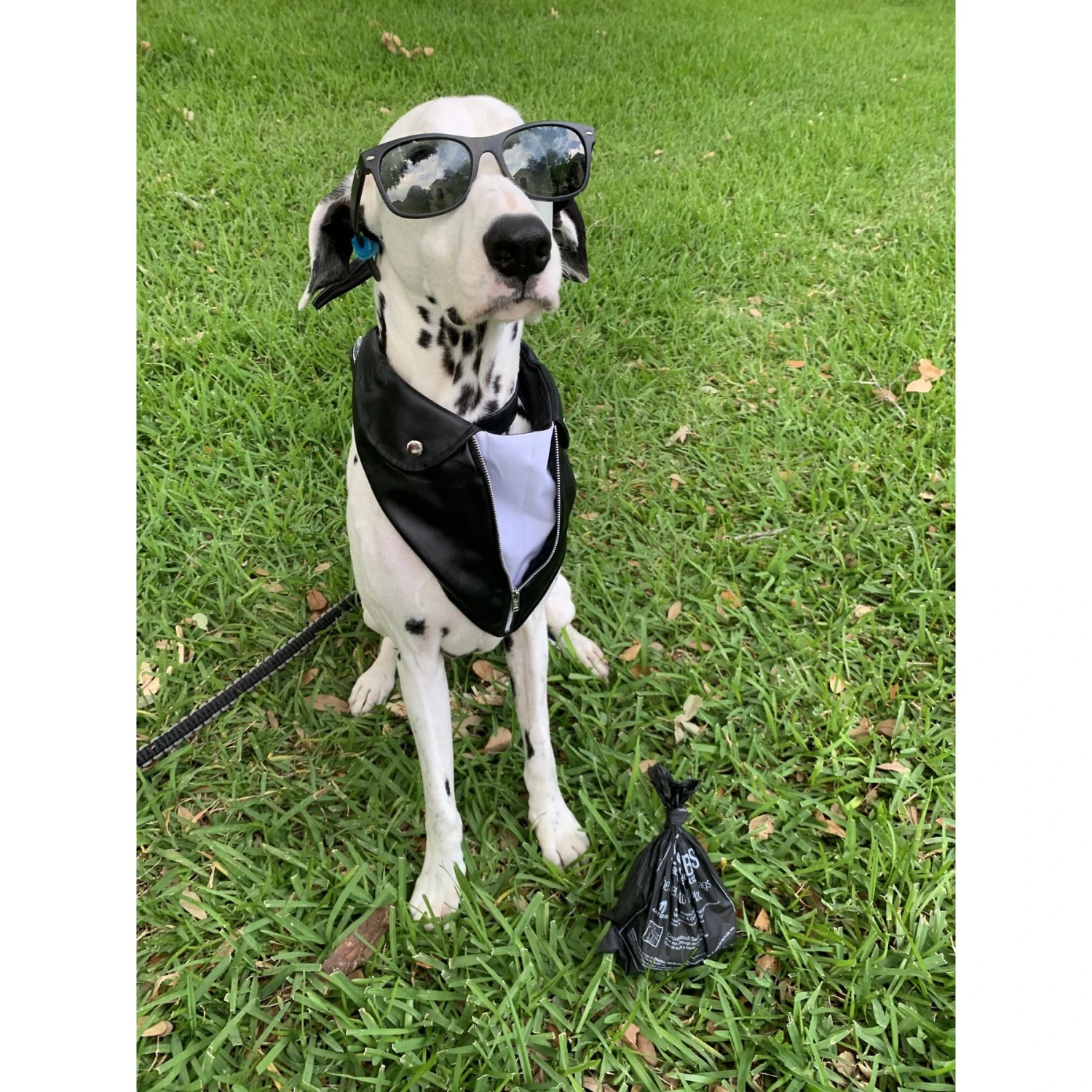 BioBag Standard Pet Waste Bags, 50 Count 4 BioBag Standard Pet Waste Bags, 50 Count - Image 4