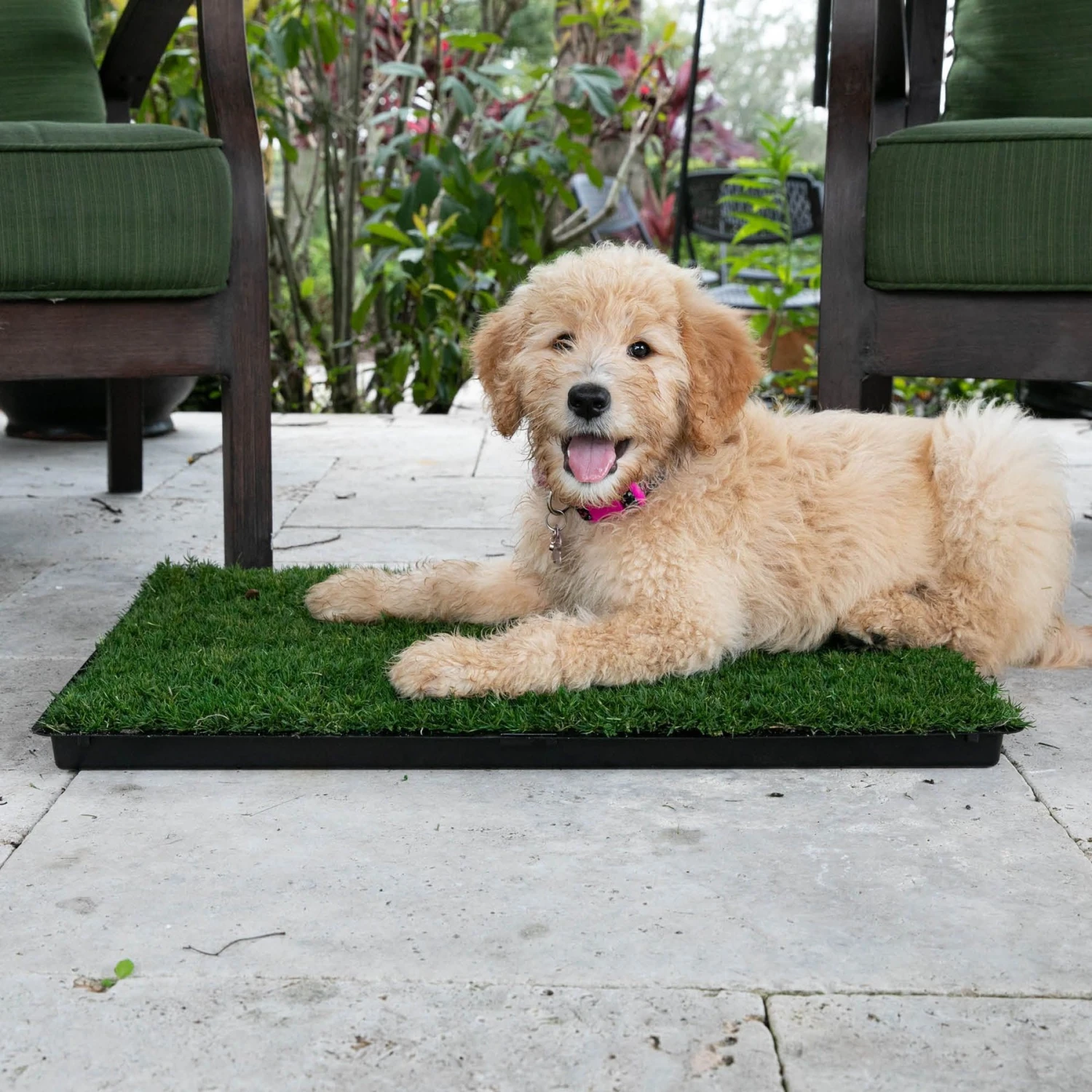 Gotta Go Grass The Natural Relief Dog Potty Pads, 16-in X 24-in, 2 Count 6 Gotta Go Grass The Natural Relief Dog Potty Pads, 16-in X 24-in, 2 Count - Image 6